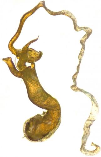 Réf. 279 259 : Hydraena truncata